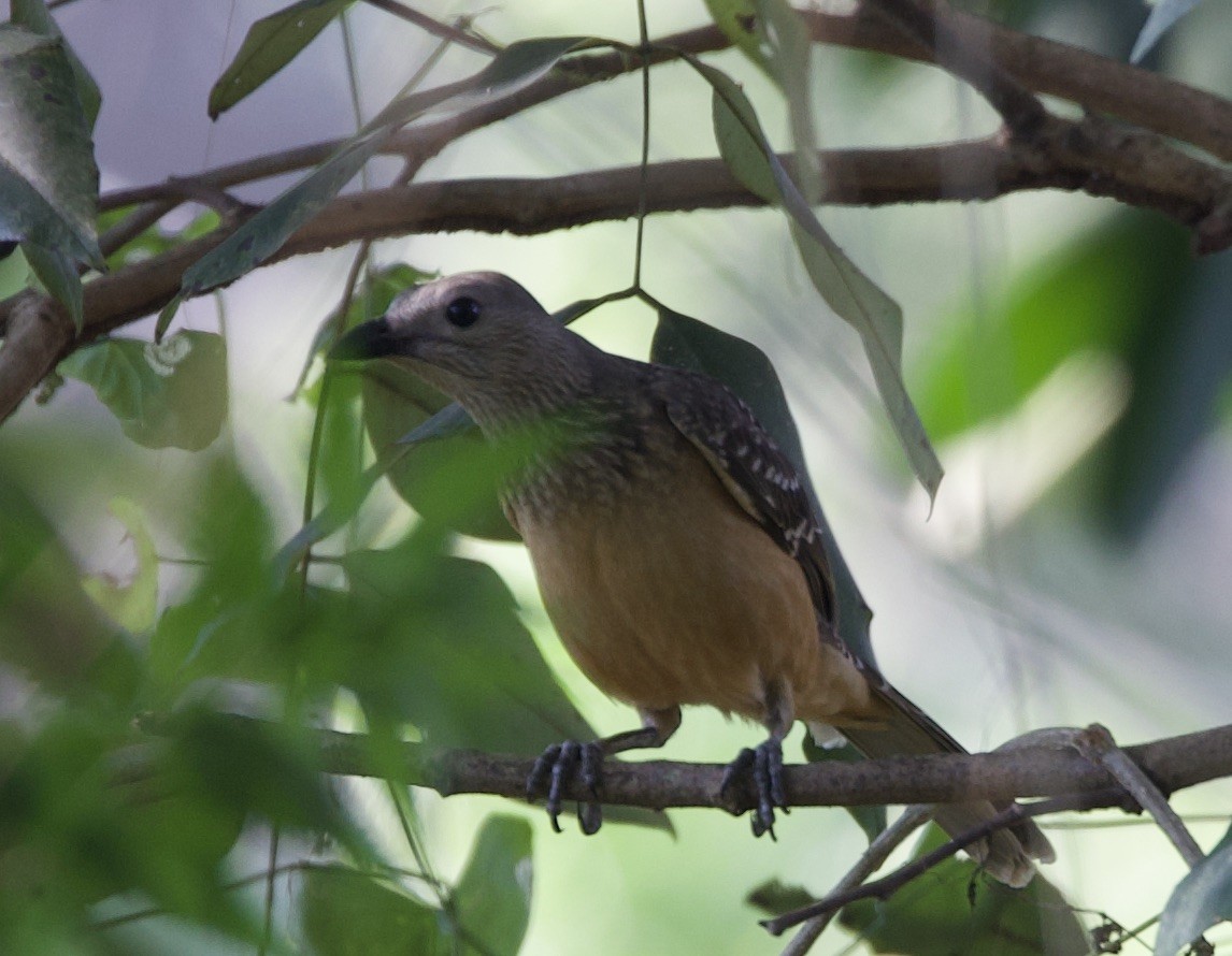 Fawn-breasted Bowerbird - ML620896416