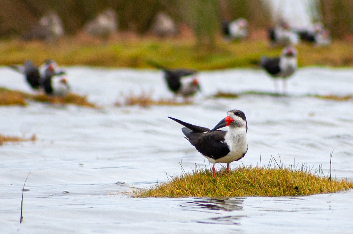 Black Skimmer - Danae Garrido Hollstein