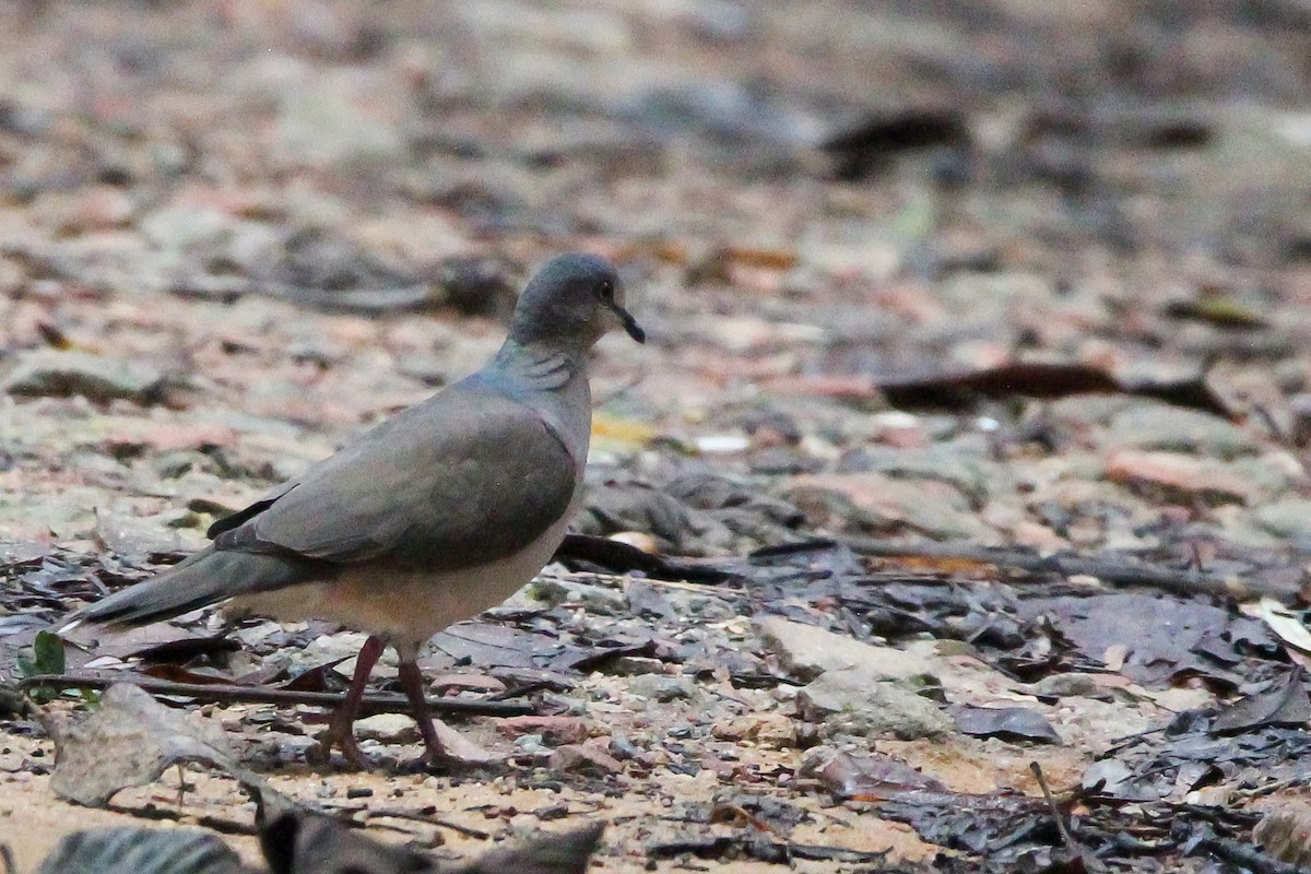 White-tipped Dove - ML620896420