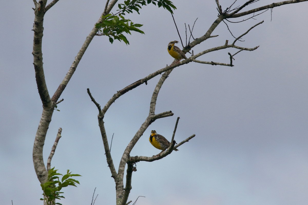 Eastern Meadowlark - ML620896421