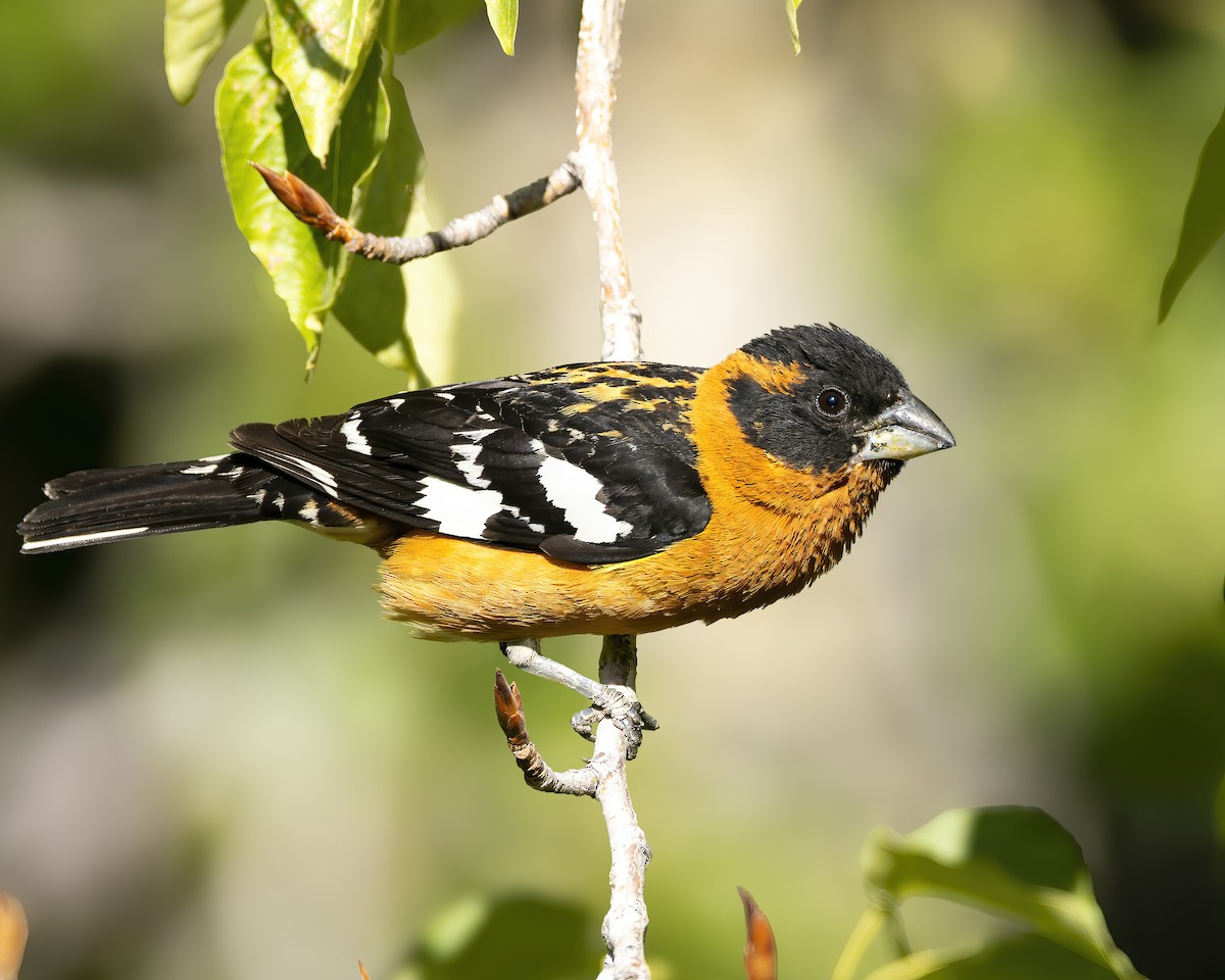 Black-headed Grosbeak - ML620896430