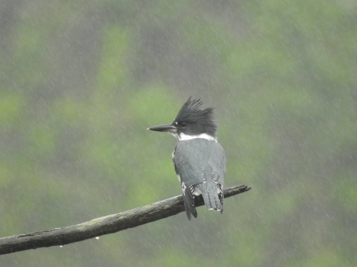 Belted Kingfisher - ML620896432