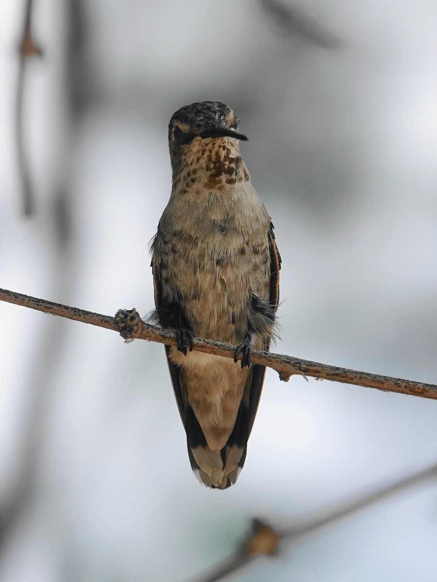 Anna's Hummingbird - ML620896433