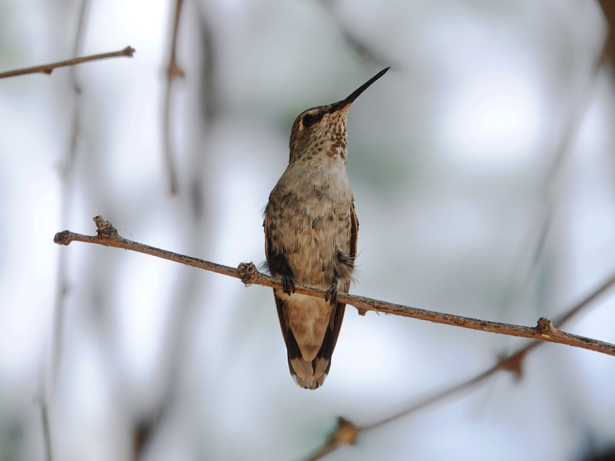 Colibrí de Anna - ML620896435