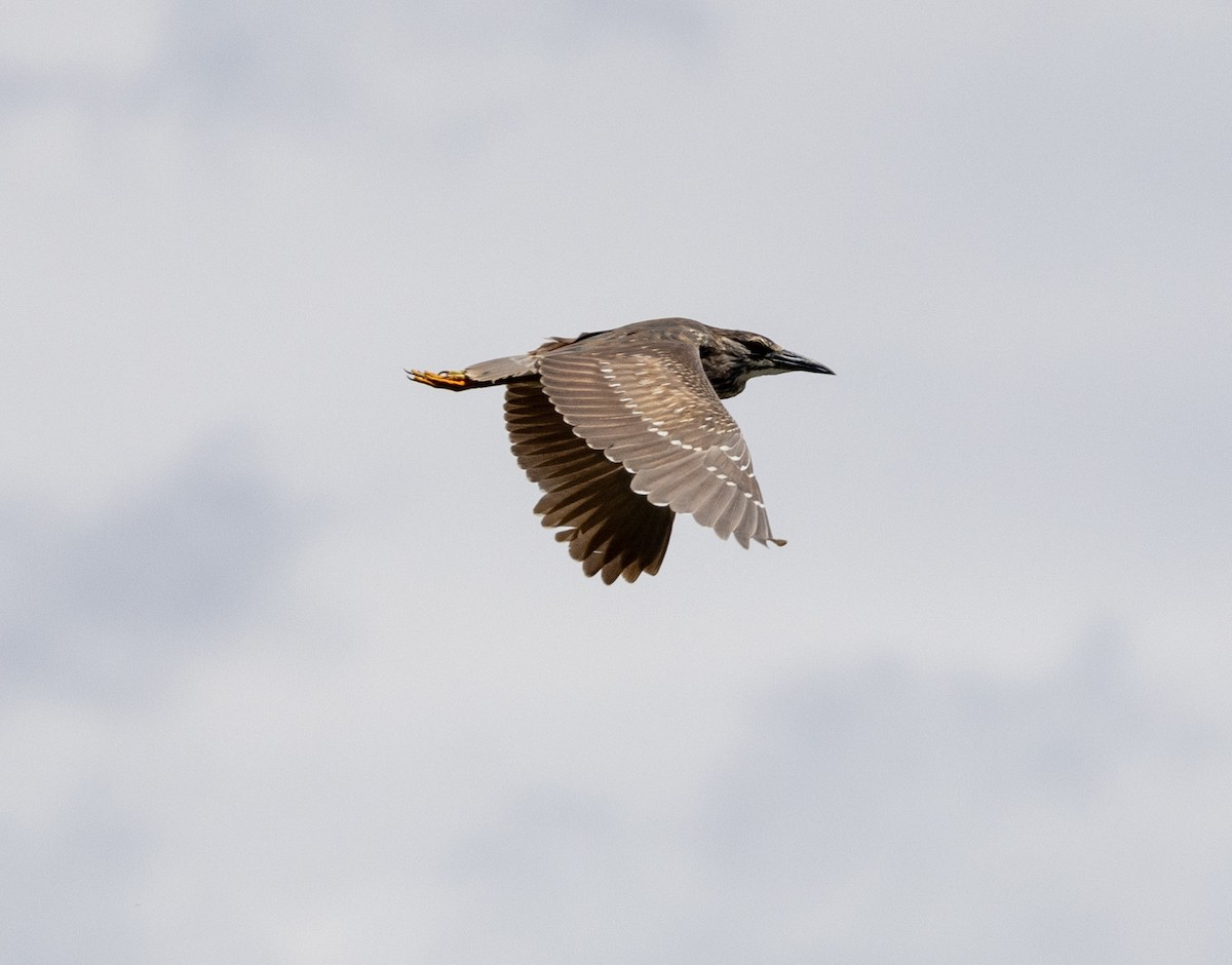 Black-crowned Night Heron - ML620896437