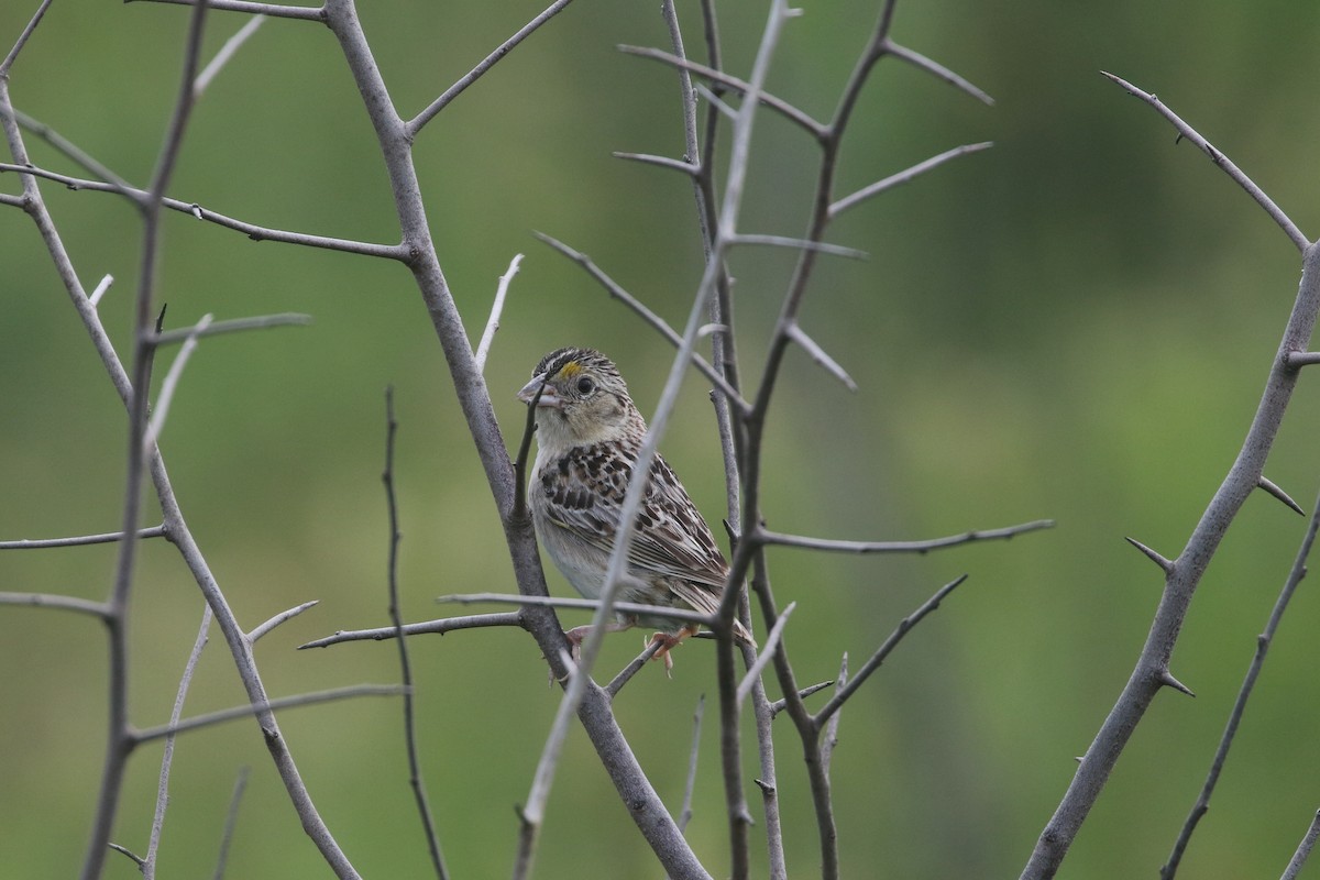 Grasshopper Sparrow - Andre Bernards