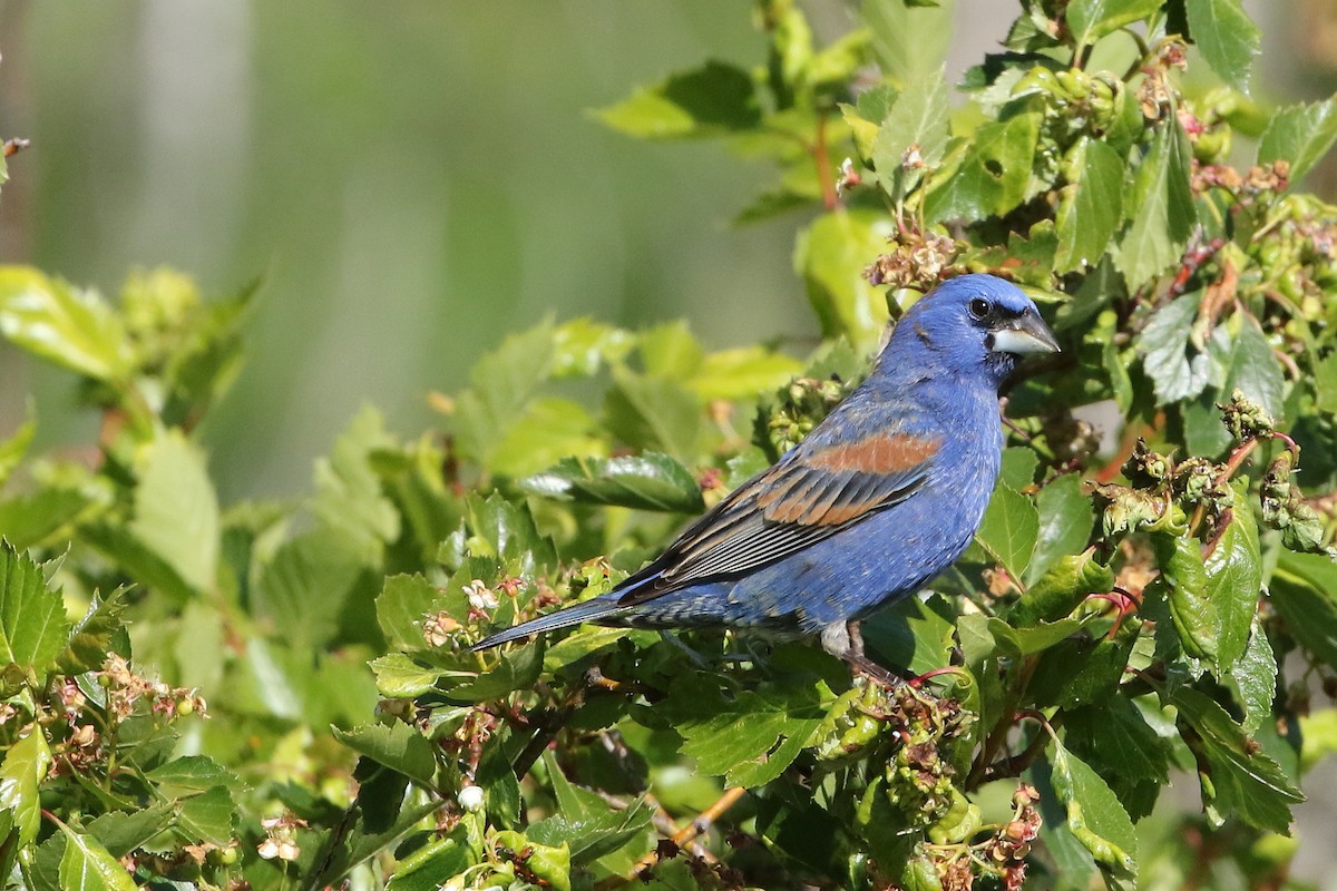 Blue Grosbeak - ML620896446