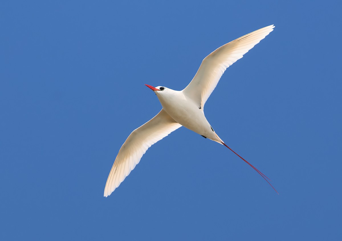 Red-tailed Tropicbird - ML620896447