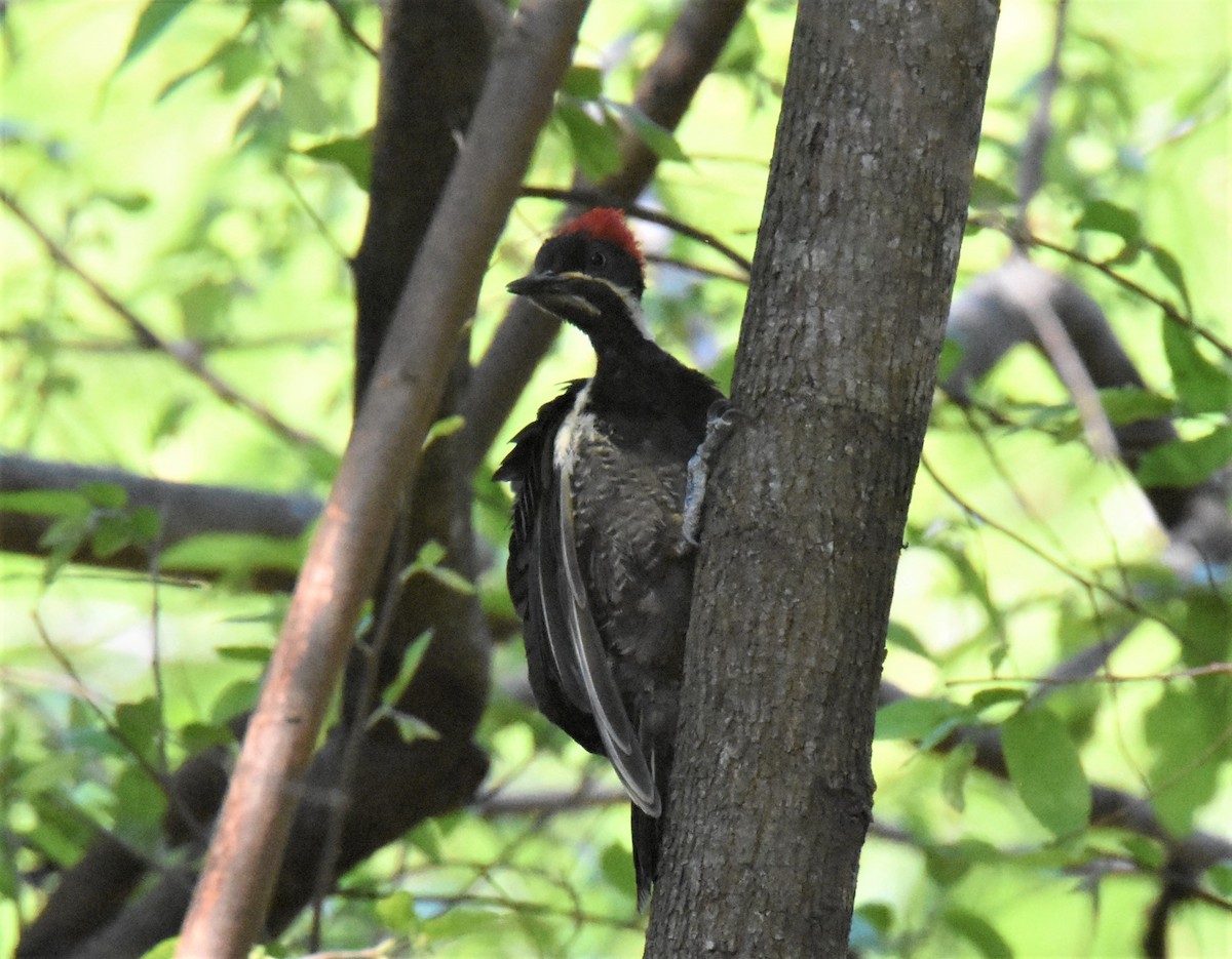 Lineated Woodpecker - ML620896451