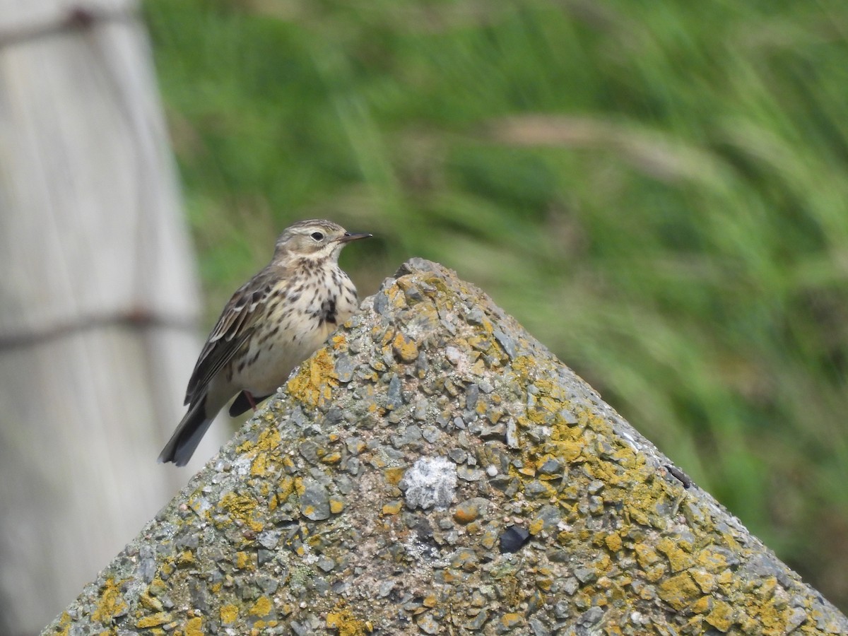 Meadow Pipit - Mark Smiles