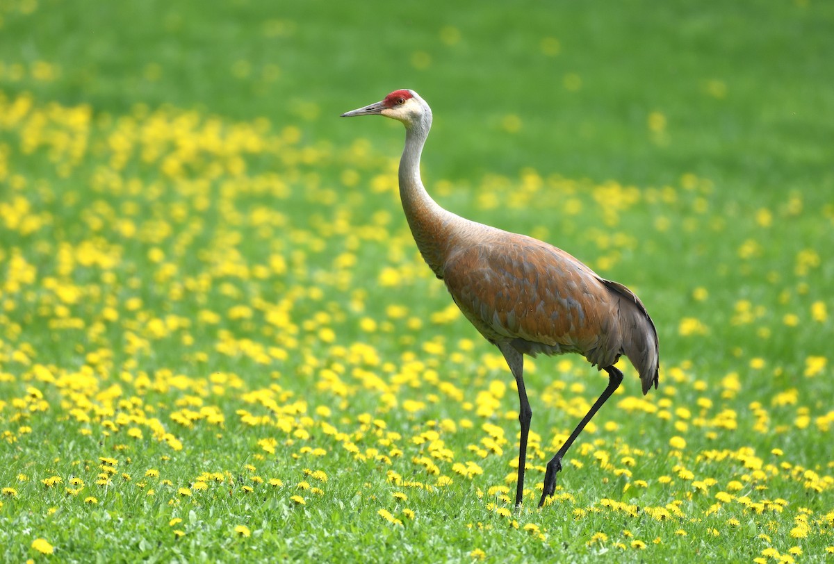 Sandhill Crane - ML620896456