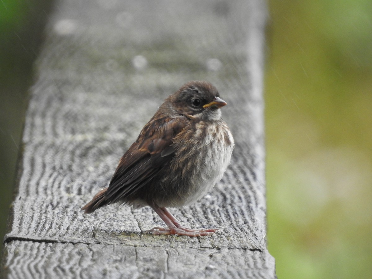 Song Sparrow - ML620896460