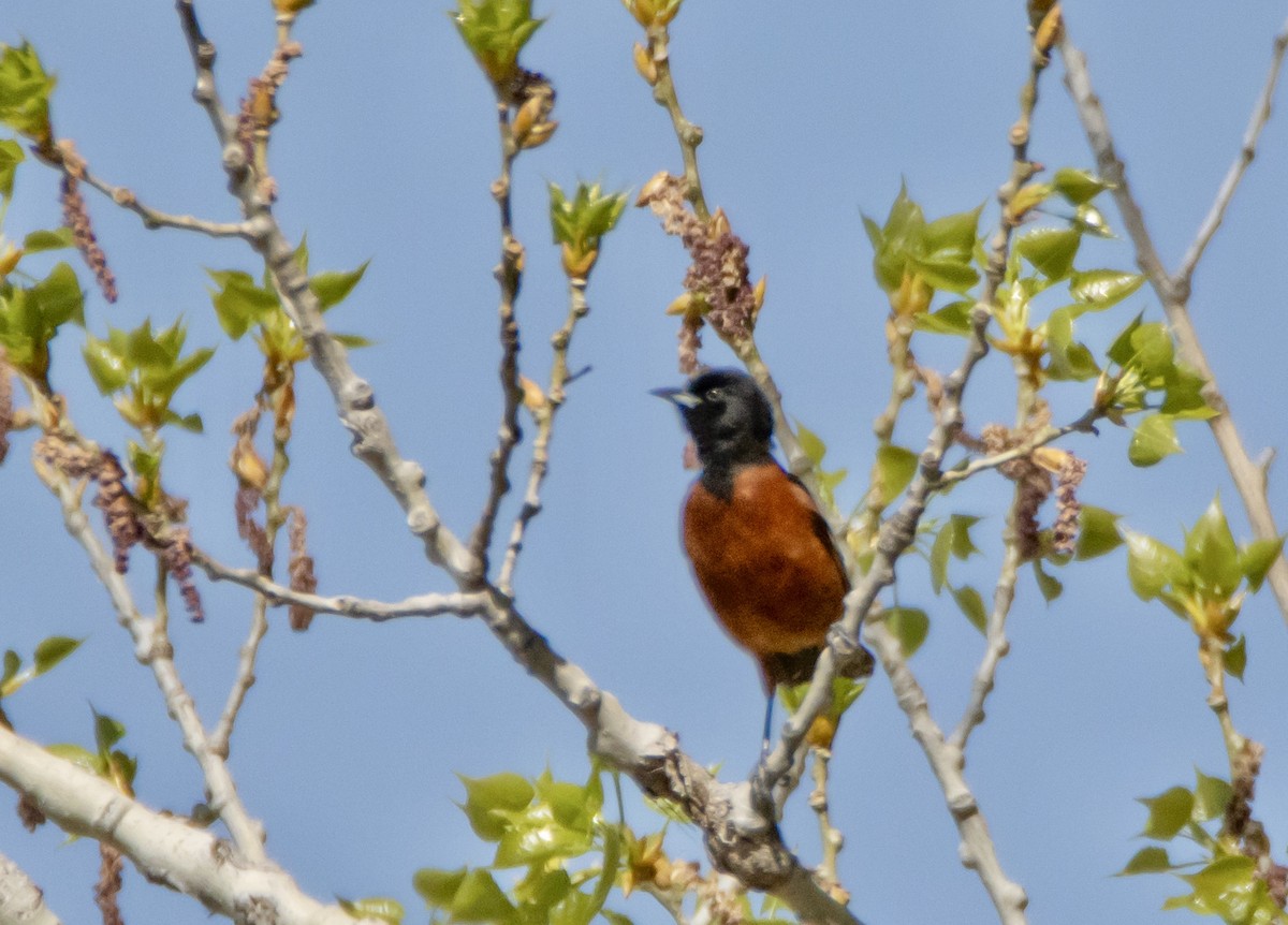 Orchard Oriole - ML620896462