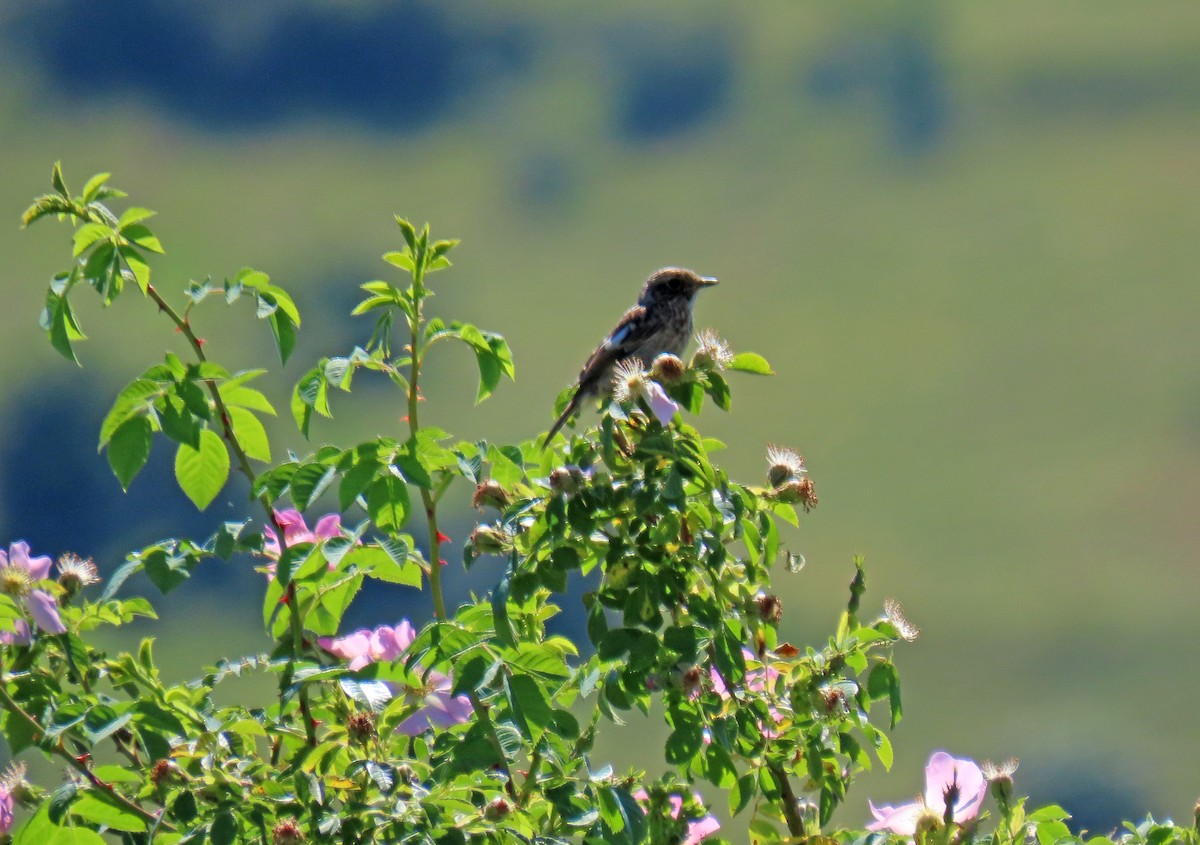 European Stonechat - ML620896469