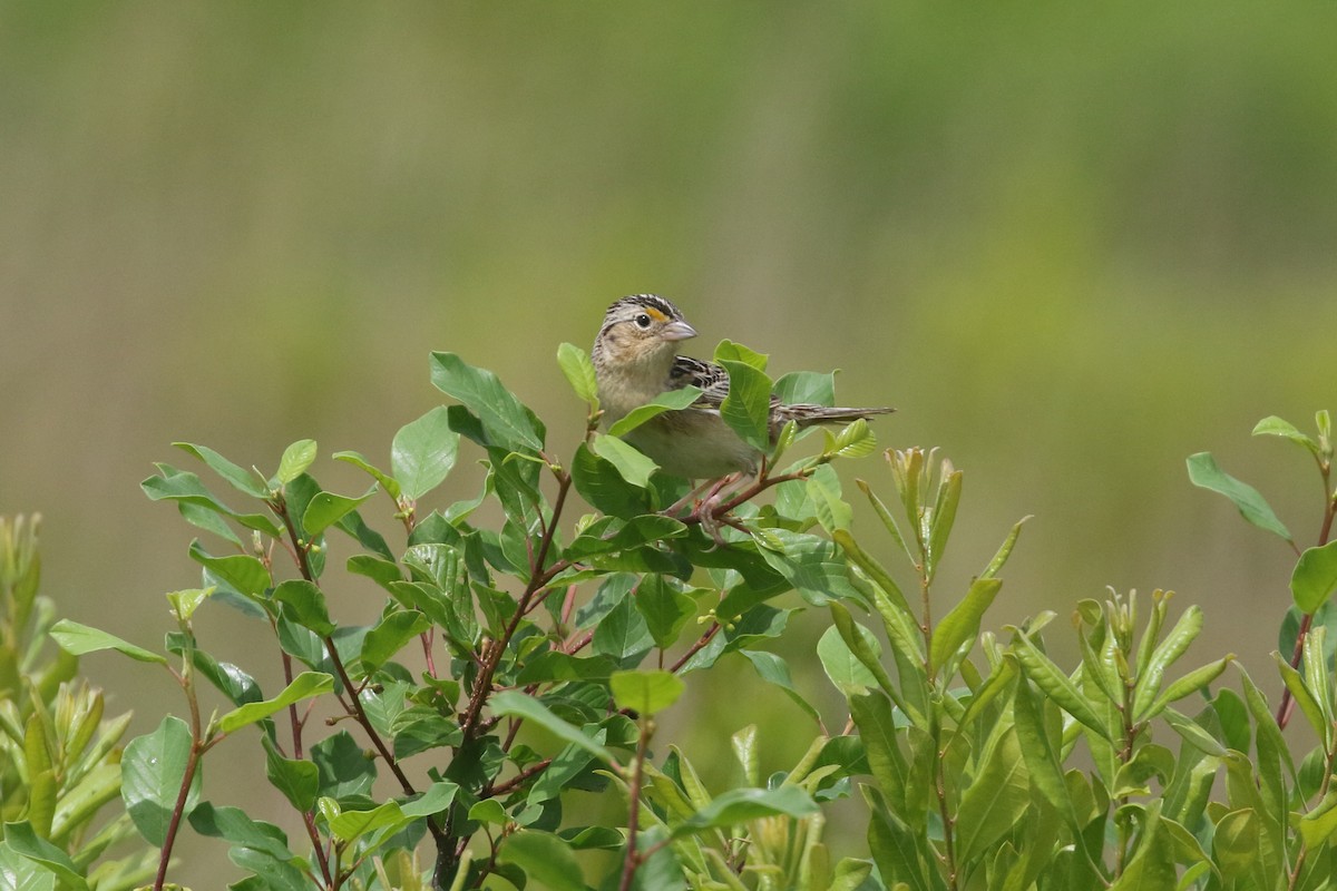 Grasshopper Sparrow - ML620896472