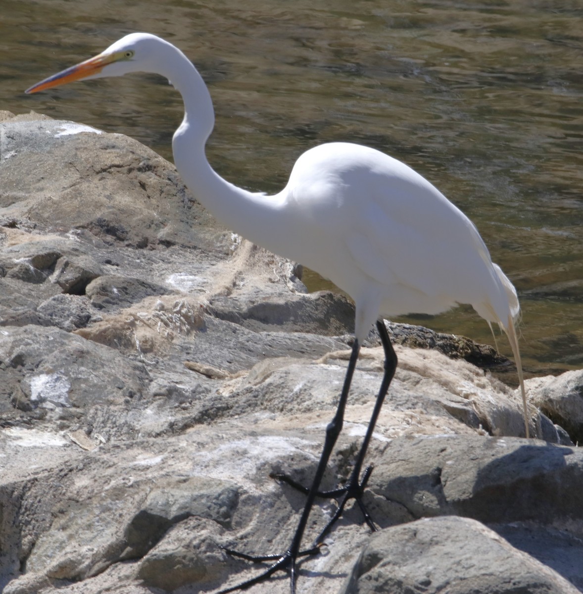 Great Egret - ML620896473