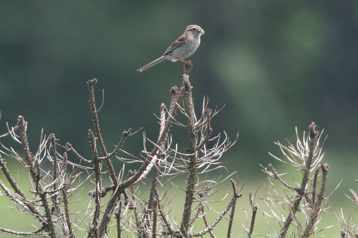 Field Sparrow - ML620896480