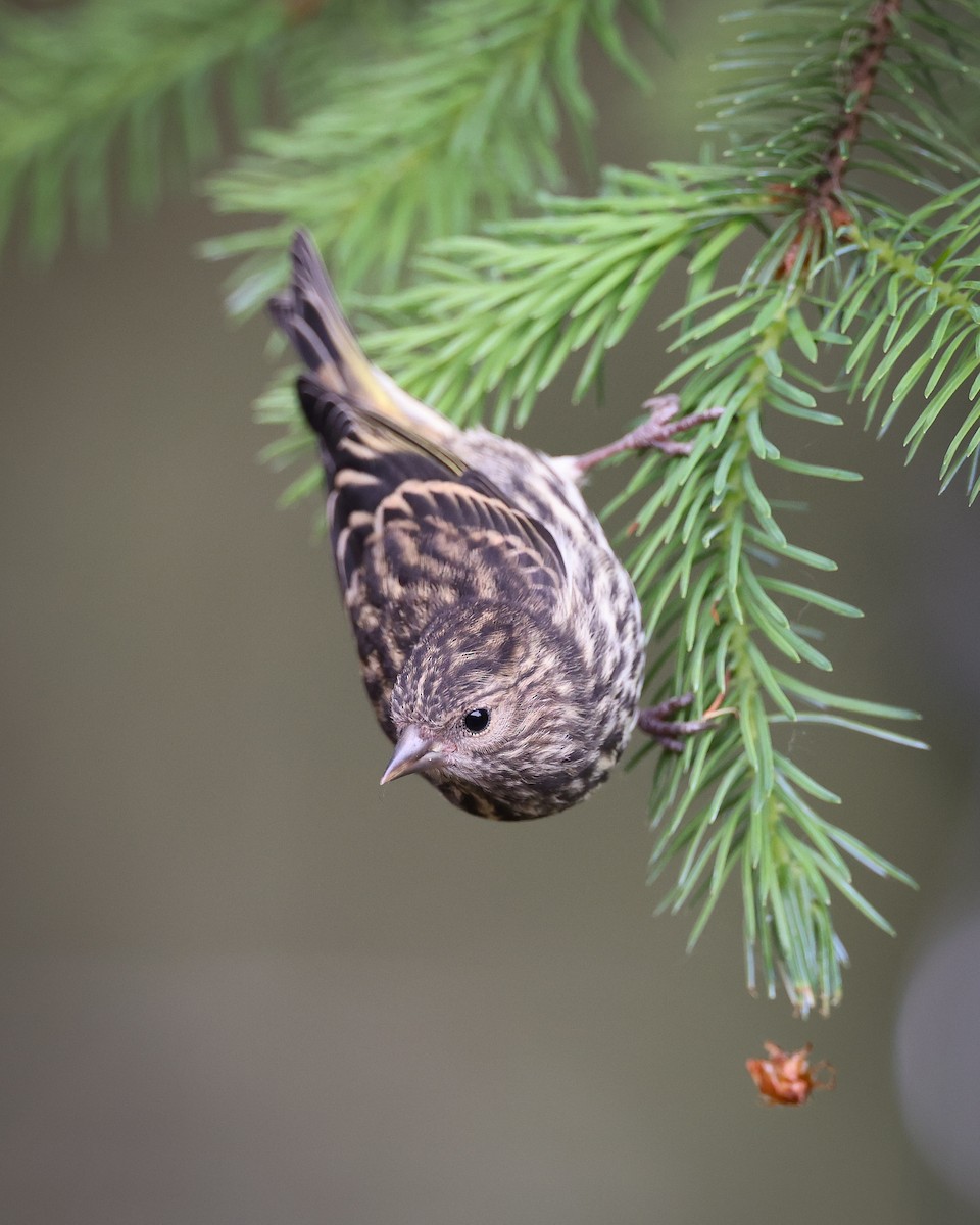 Pine Siskin - ML620896481