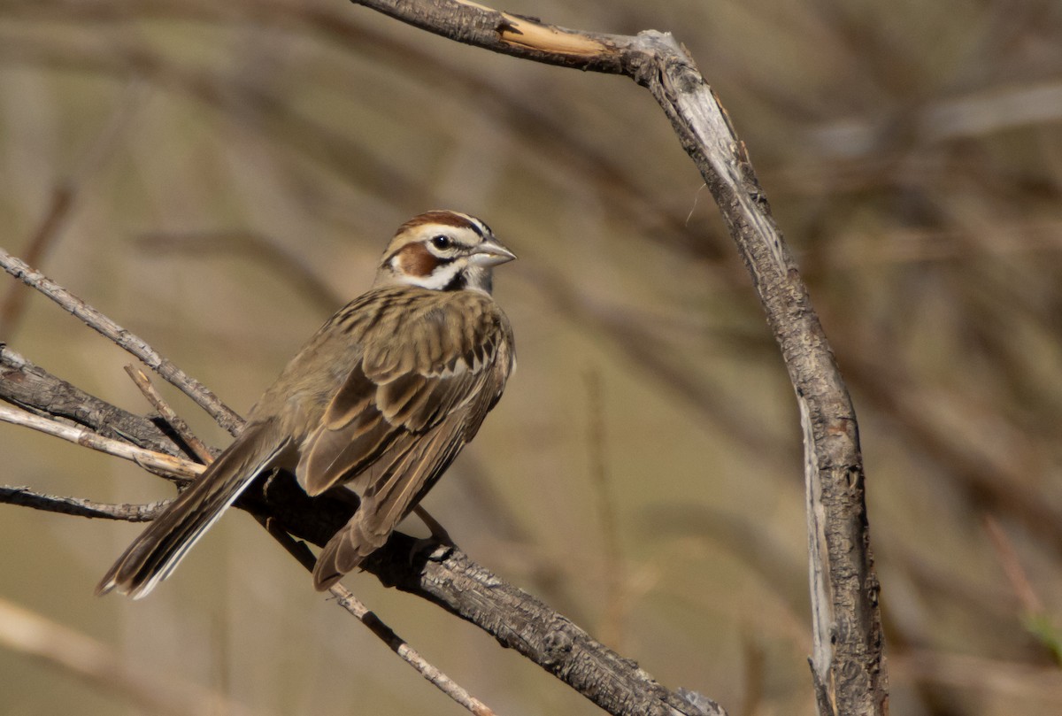 Lark Sparrow - ML620896485