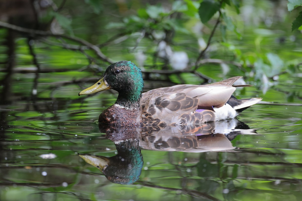 Canard colvert - ML620896486