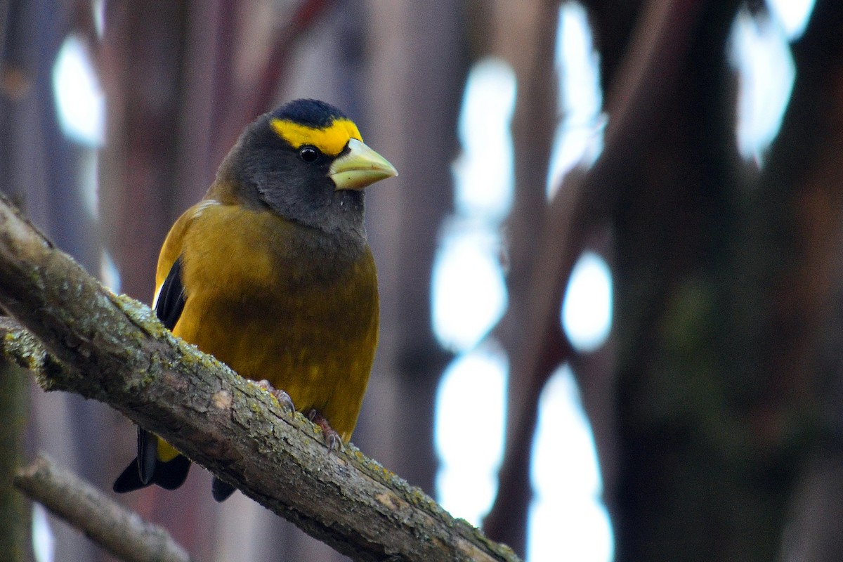 Evening Grosbeak - ML620896487