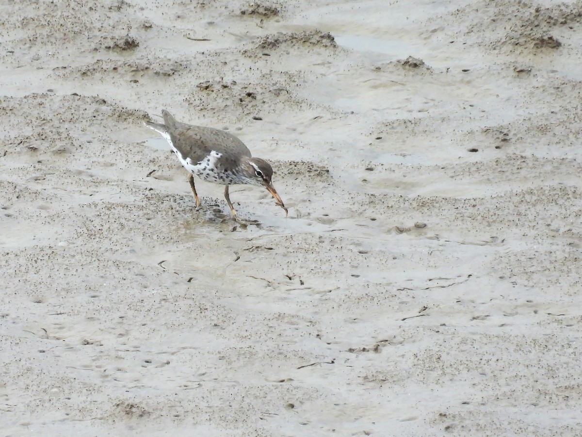 Spotted Sandpiper - ML620896489