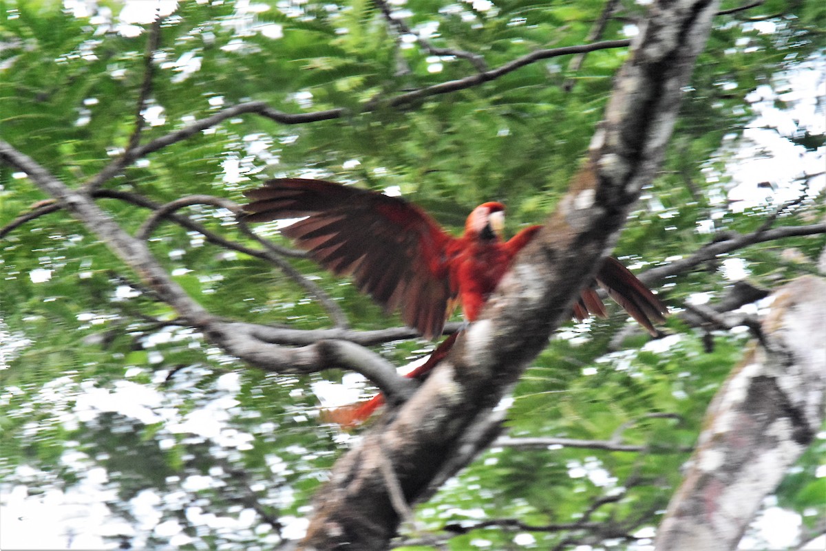 Scarlet Macaw - ML620896490