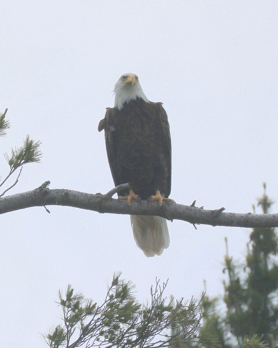 Bald Eagle - ML620896491