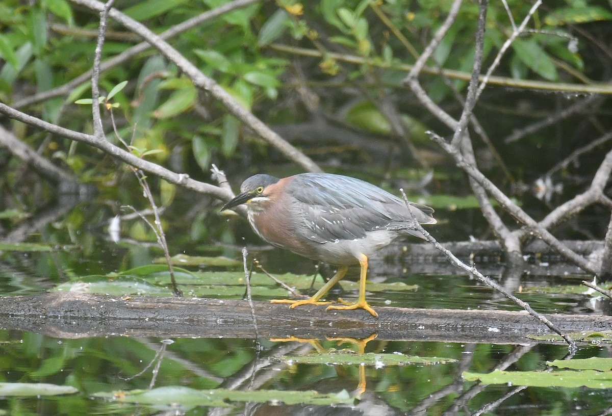 Green Heron - ML620896492