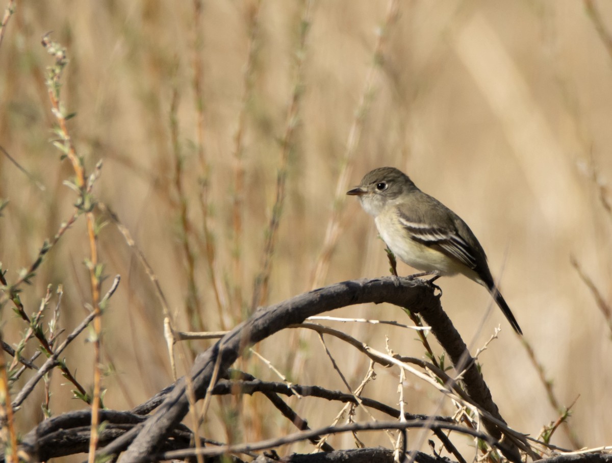 Least Flycatcher - ML620896495