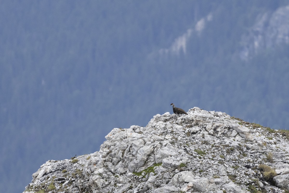 Rock Ptarmigan - ML620896525