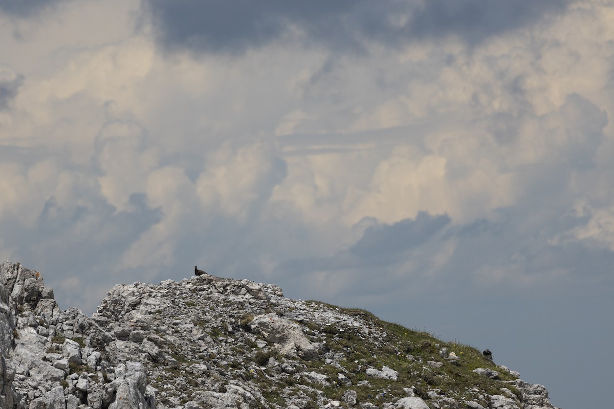 Alpenschneehuhn - ML620896528