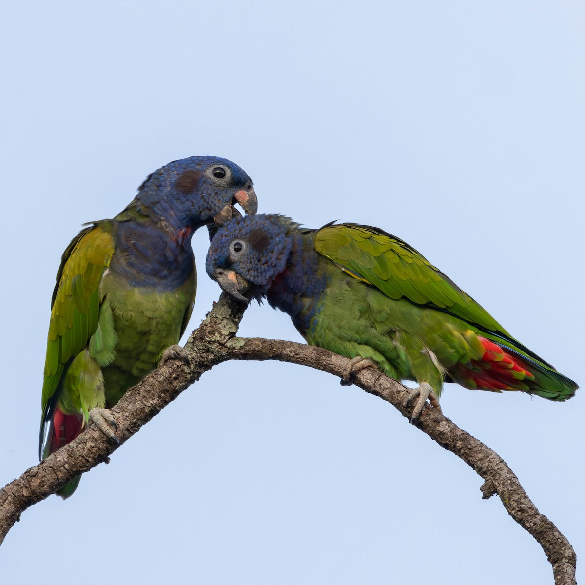 Blue-headed Parrot - ML620896529