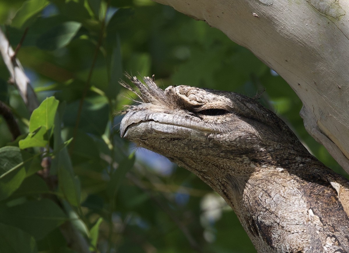 Papuan Frogmouth - ML620896530
