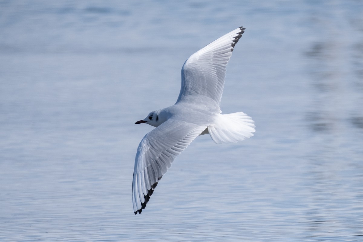 Black-headed Gull - ML620896536