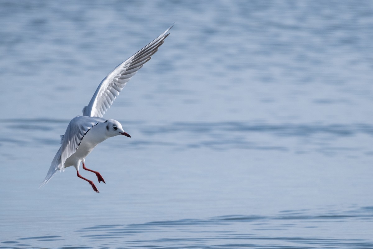 Black-headed Gull - ML620896537