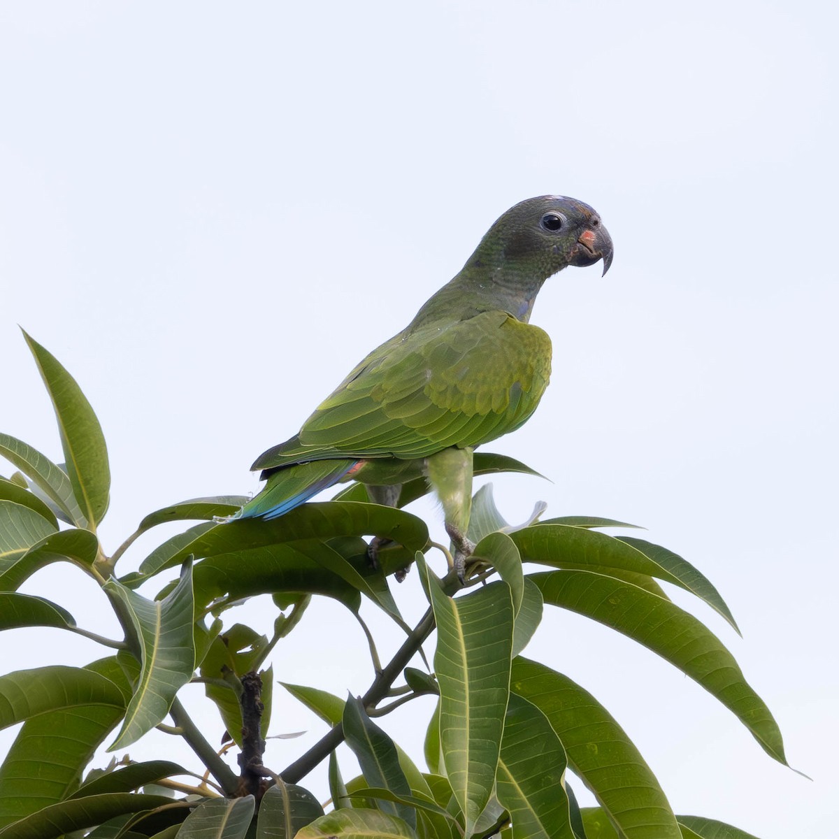 Blue-headed Parrot - ML620896538