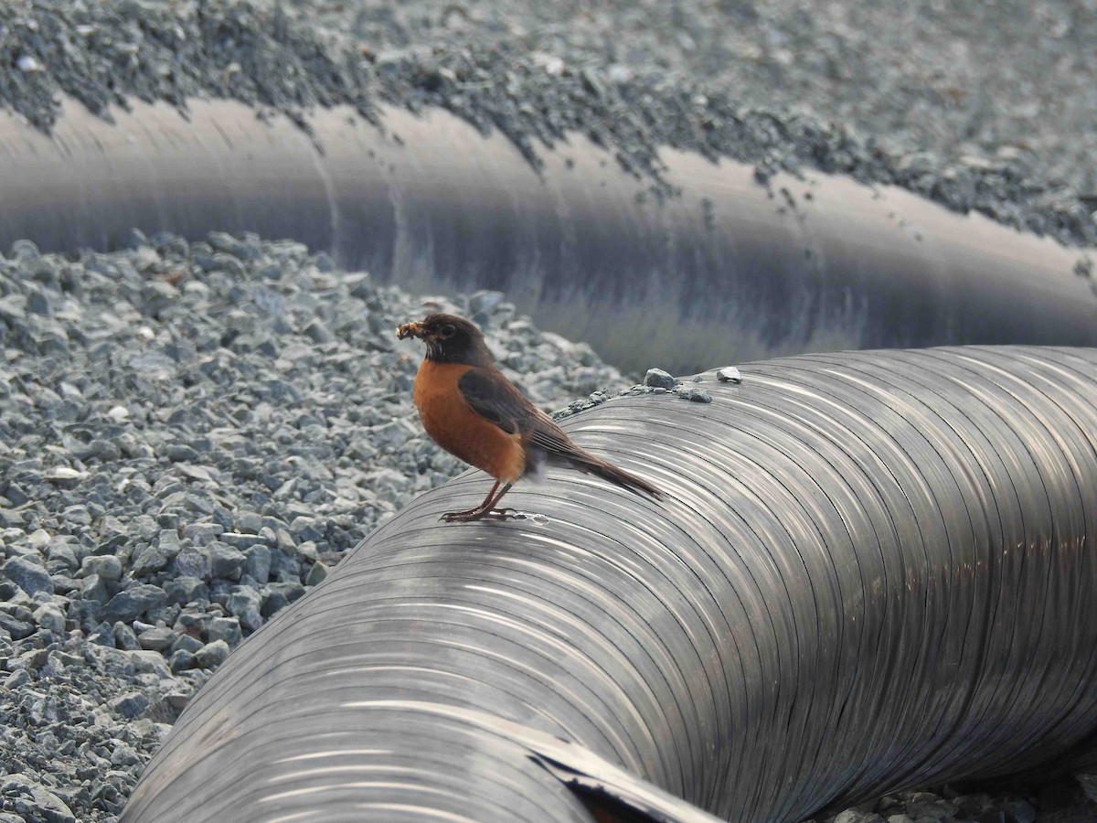 American Robin - ML620896539