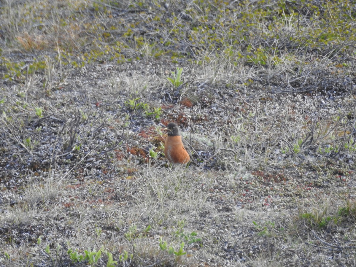 American Robin - ML620896540