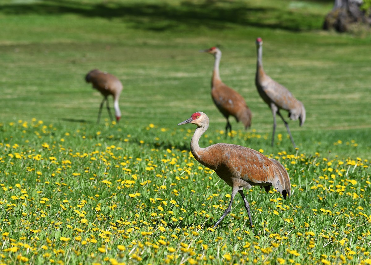 Sandhill Crane - ML620896547