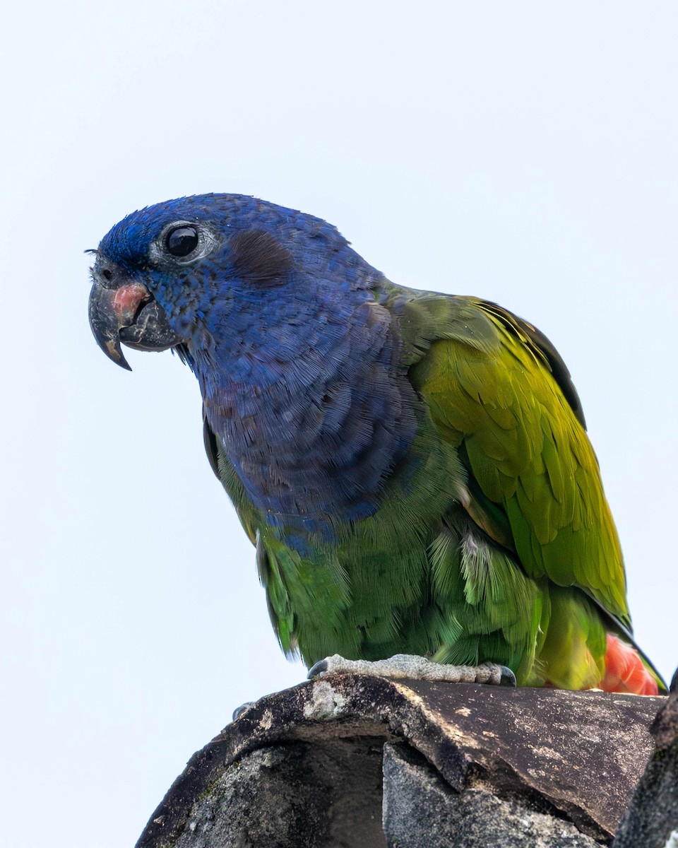 Blue-headed Parrot - ML620896550