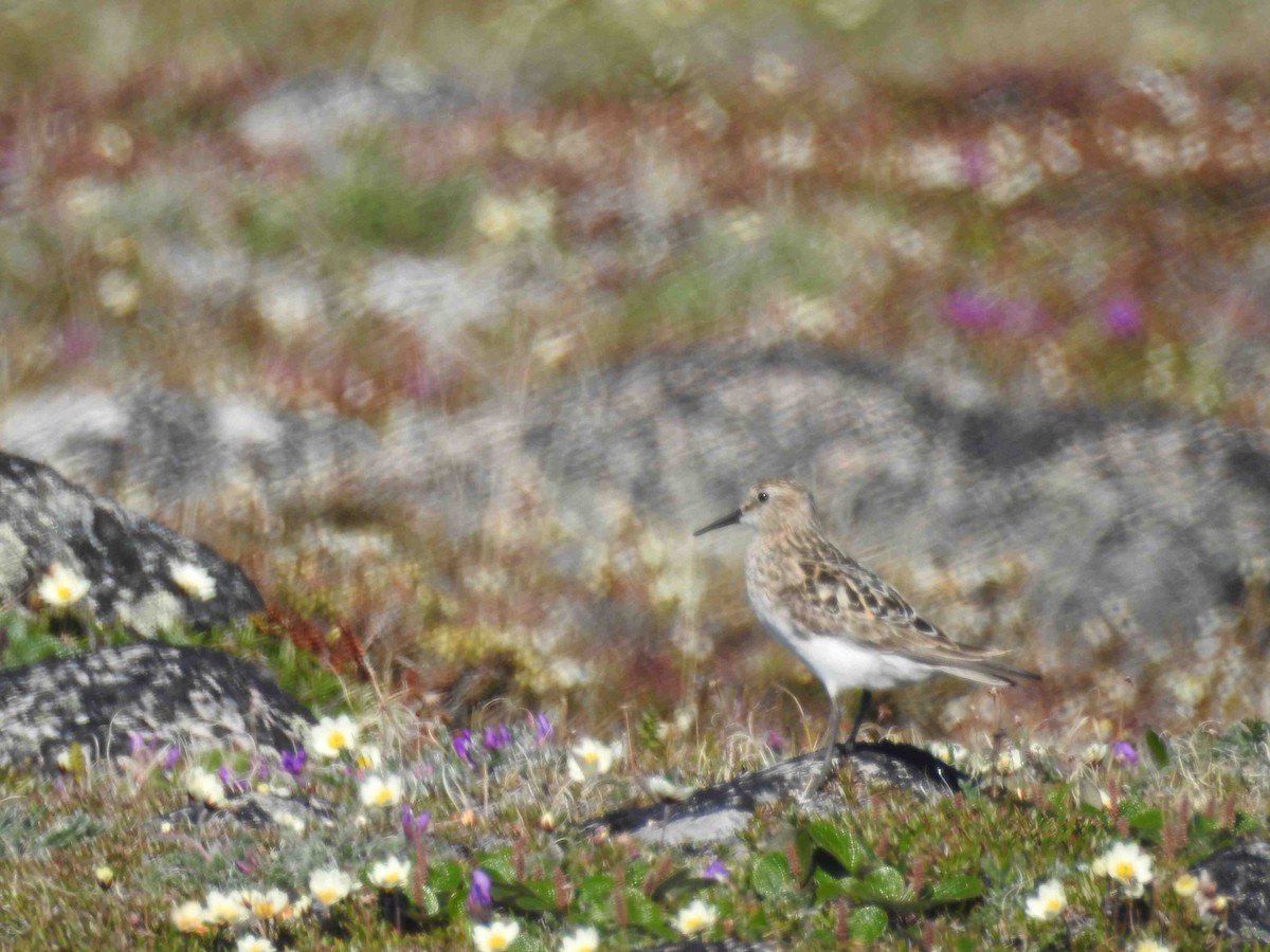 Baird's Sandpiper - ML620896553