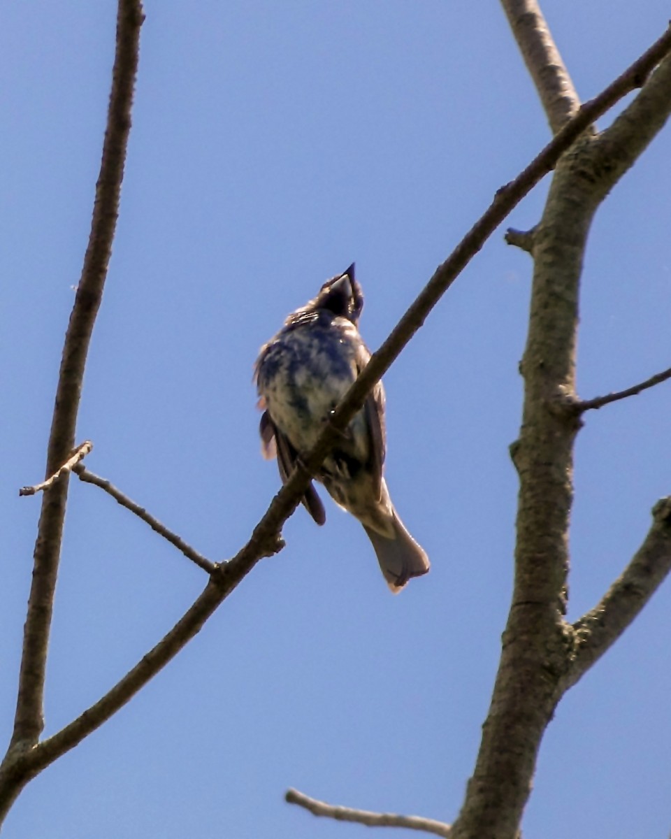 Indigo Bunting - ML620896554