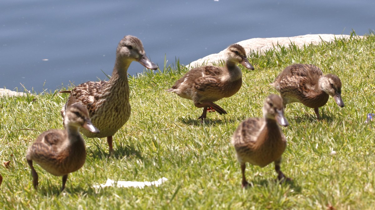 Canard colvert - ML620896557