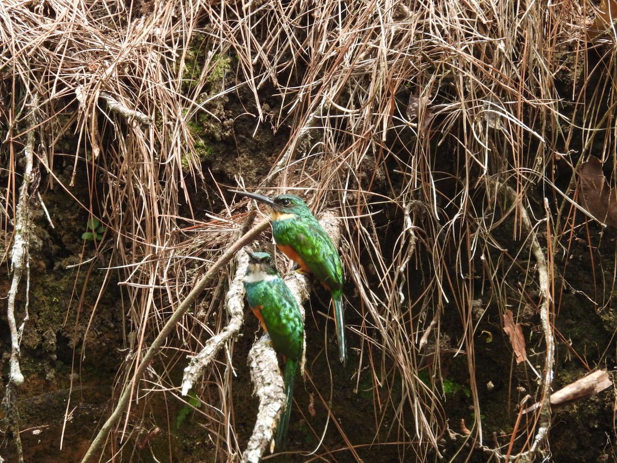 Rufous-tailed Jacamar - ML620896558