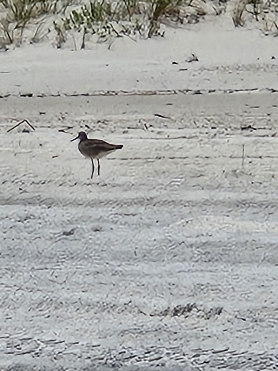 Playero Aliblanco (semipalmata) - ML620896561