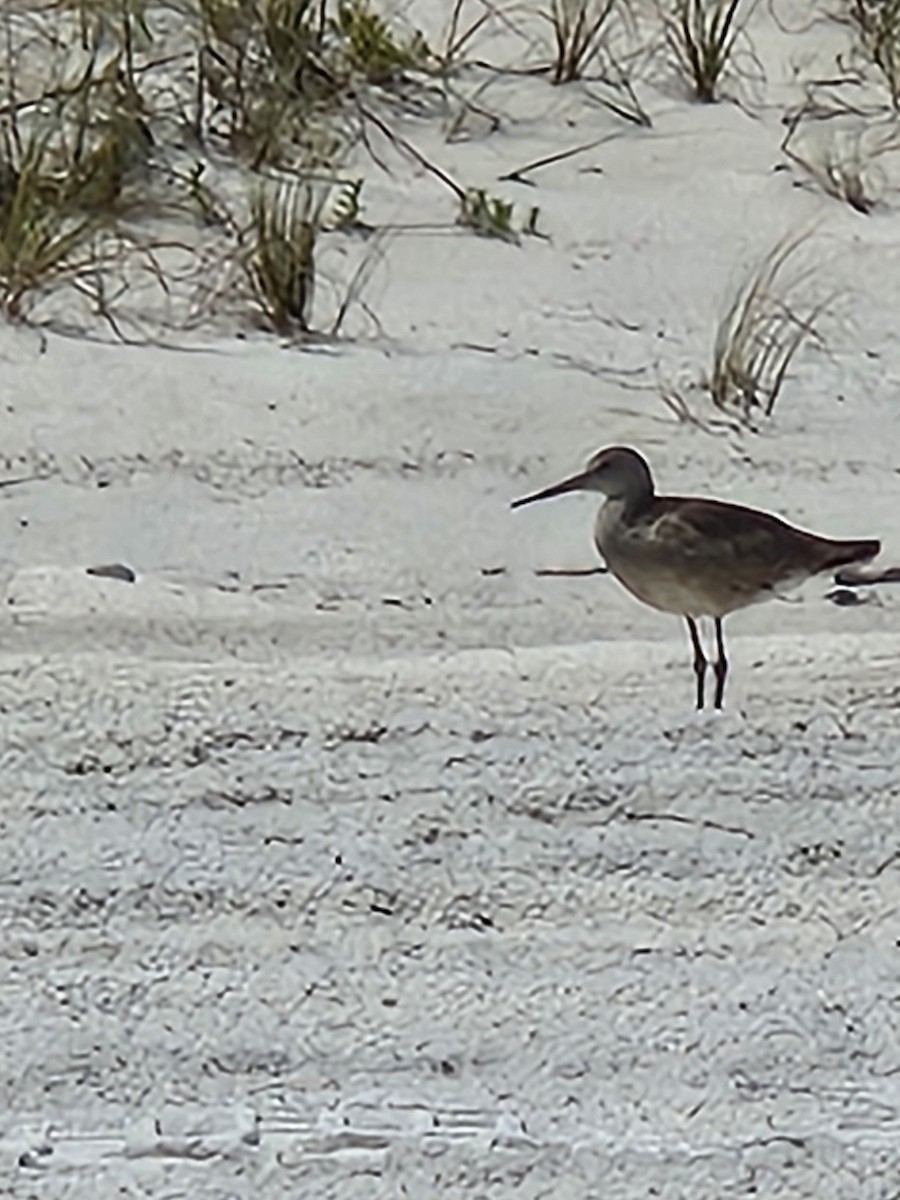 Playero Aliblanco (semipalmata) - ML620896562