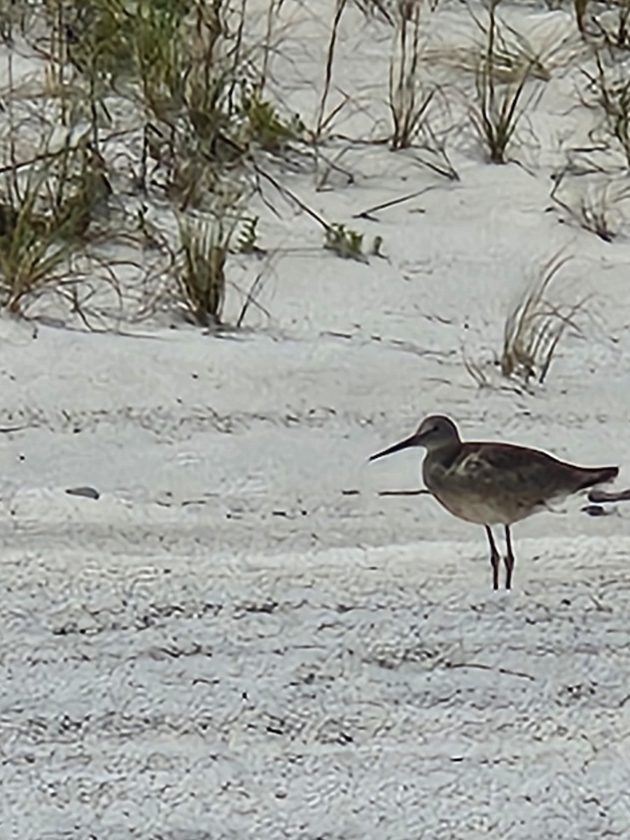 willetsnipe (semipalmata) - ML620896563