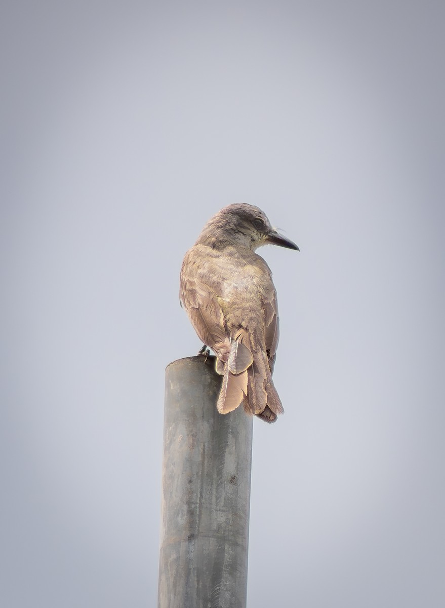 Tropical Kingbird - ML620896565