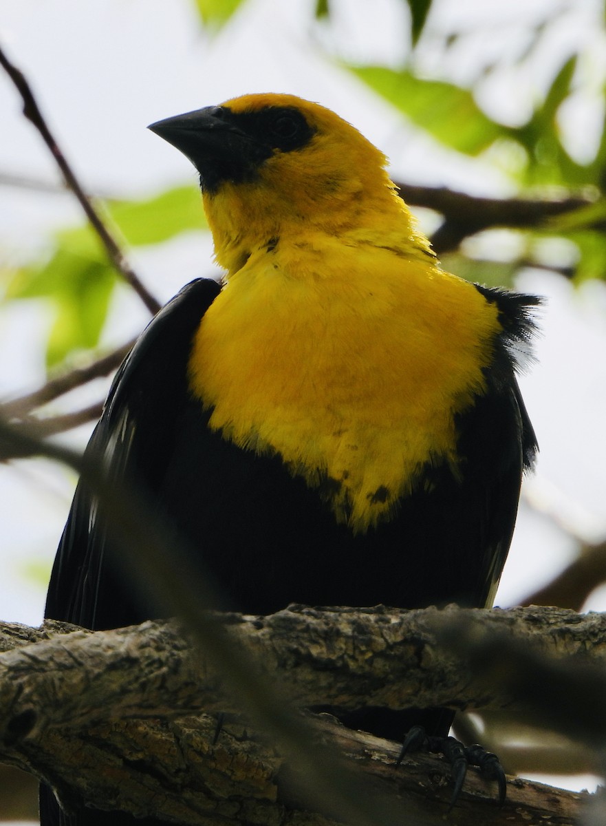 Yellow-headed Blackbird - ML620896567
